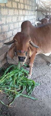 ગાય વેચવાની છે.