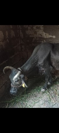 થંબનેલ 2