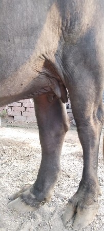 ભેંસ વેચવાની છે