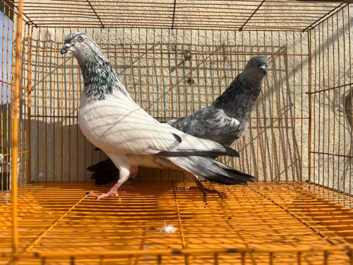 Bajra nar and bodar madiy full garnty udan