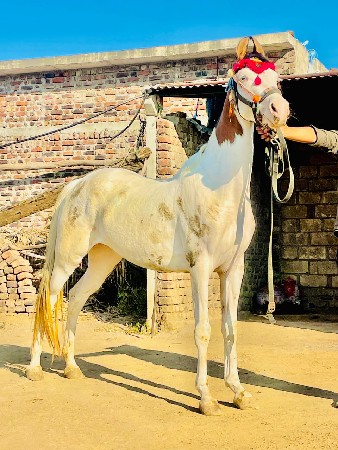 આ ઘોડી વેચવાની છે