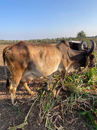 थंबनेल 2