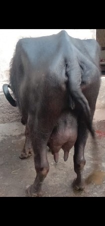 थंबनेल 3