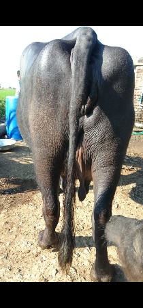 લંબાય ઊંચકાય ફુલ