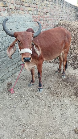 ઓડકી વેચવાની છે