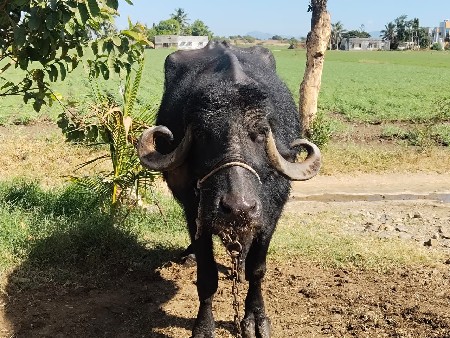 3  વૅતર મા વિયા  છે  8 લીટર