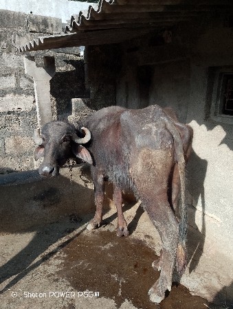 મહેશભાઈ