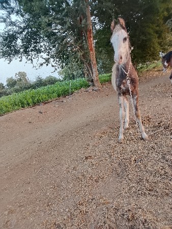 વછેરો વેચવાનો છે 3 મહિનાનો છે