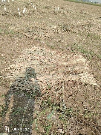 જુવાર  વેસવાની  છે