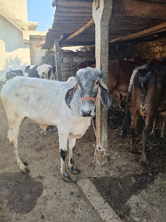 લીલડી વાસરડી વેચવાની સે