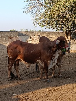 थंबनेल 2