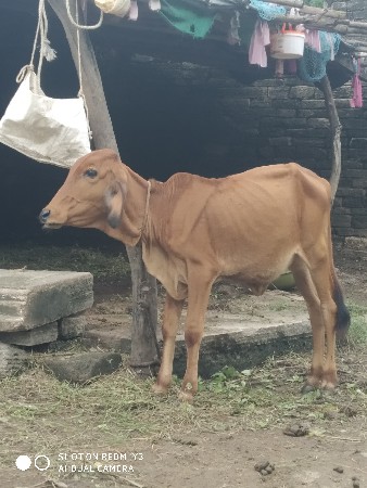 થંબનેલ 2