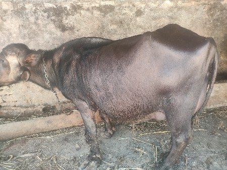 थंबनेल 3