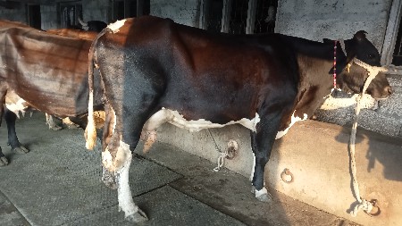 ગાય વેચવાની છે