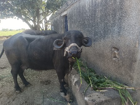 ભેંસ વેચવાની છે