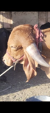 ગીર કપીલા