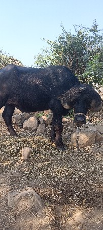 પાડો વેચવાનો છે