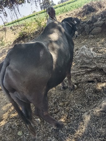 ભેંસ વેસવા ની સે