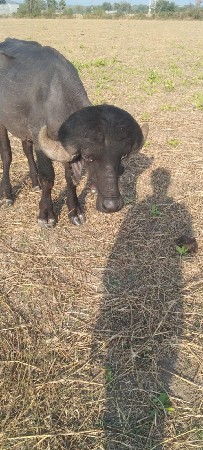 પાડો વેચવાનો છે