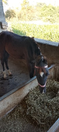 ઘોડો વેચવાનો છે પાંચ મહીનાનો છે