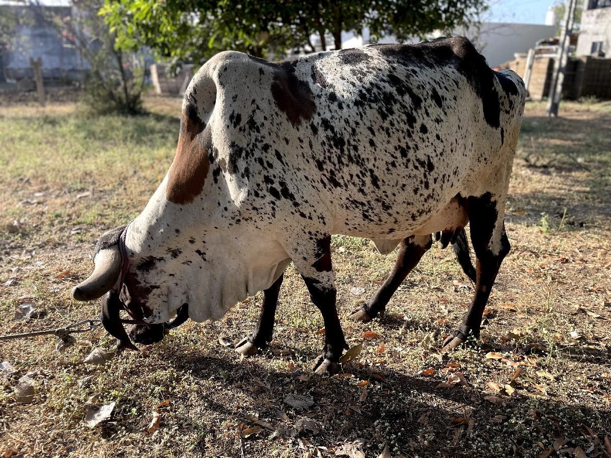 ગાય વેચવાની છ