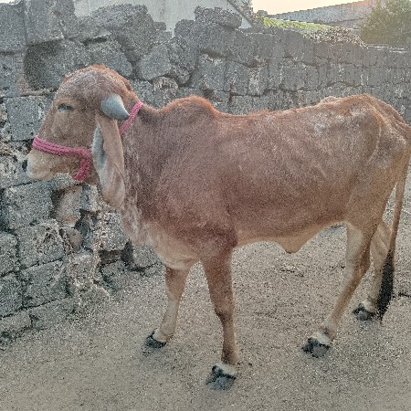 થંબનેલ 2