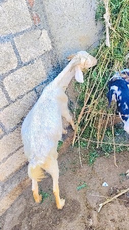 બકરી વેચવાની છે