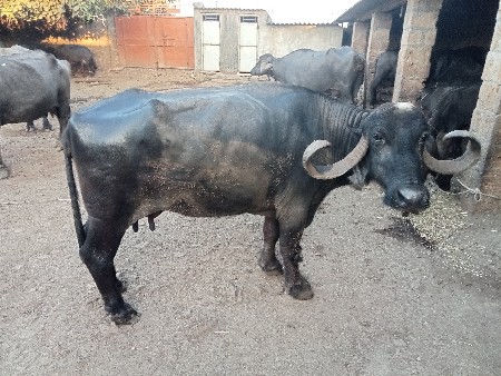 थंबनेल 3