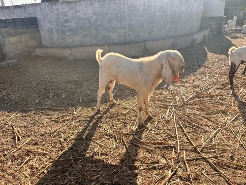 थंबनेल 2