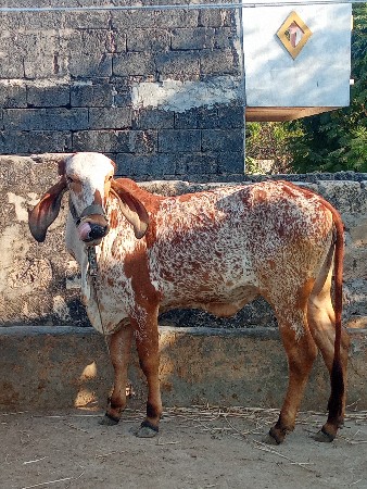 થંબનેલ 3