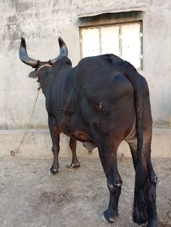 थंबनेल 2