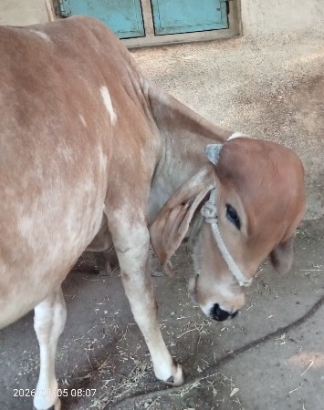 थंबनेल 2