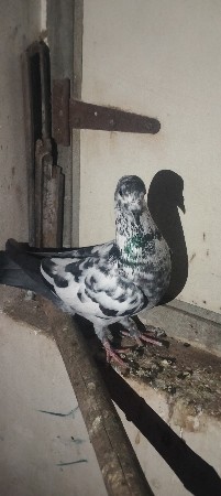 થંબનેલ 2