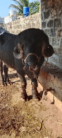 ખડલીયો પાડો વેચવાનો છે