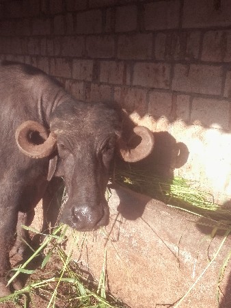 આ ભેંસ વેચવાની છે