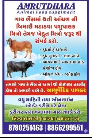 આંચળ ની બીમારી મટાડવા પાવડર
