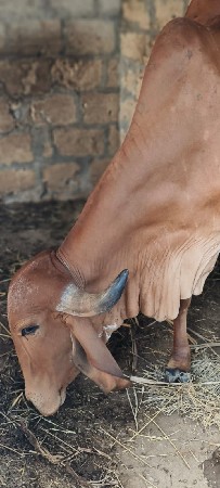 ગાય વેચવાની છે.