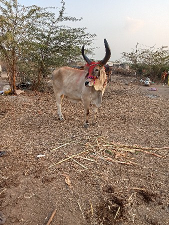 ભરત વેચવાનો ત્રણ વાવણી કાઢેલ