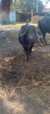 ભેંસ વેચવાની ત્રીજું વેતર વીયાસે