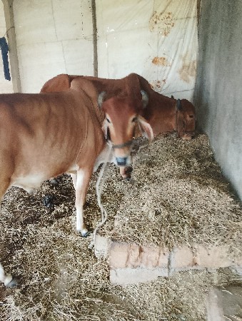 વેચવાનુછે