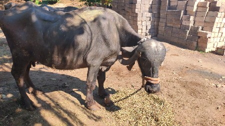 थंबनेल 3