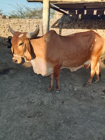 थंबनेल 3