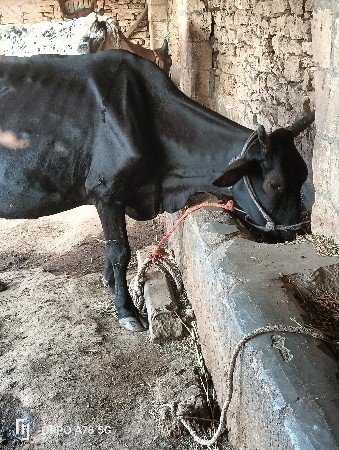 थंबनेल 2