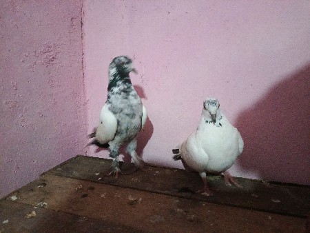 કબુતર વેચવાના છે