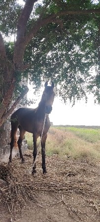 થંબનેલ 2