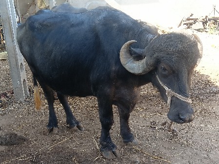 थंबनेल 3