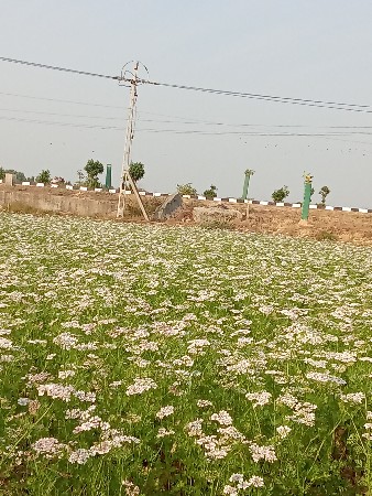 7વીધા રોડટચ