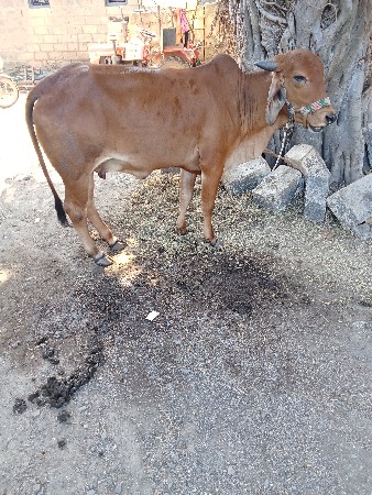 थंबनेल 3