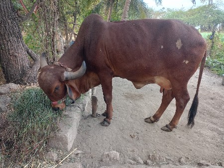 थंबनेल 3