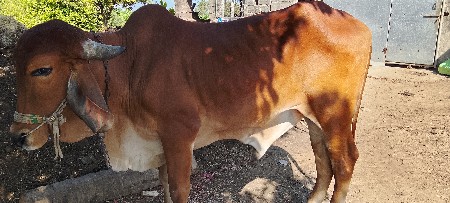 थंबनेल 2